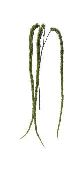 UKRASNA PUZAVICA  CM140 103798
