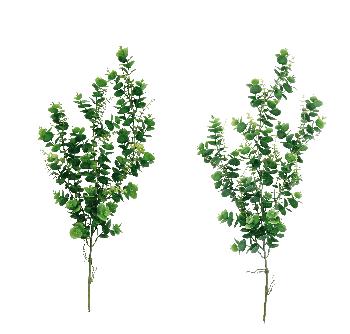 GRANA EUKALIPTUS A2C CM77 101567