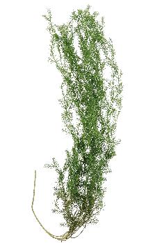 RAMOSCELLO C/FOGLIE X DECORAZ CM147 101574